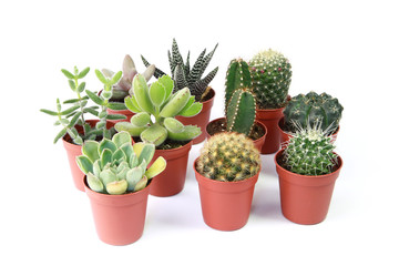 Mini cactus et plantes succulentes