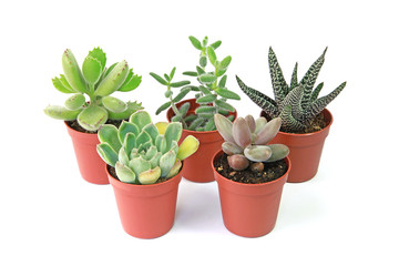 Mini plantes succulentes en pot