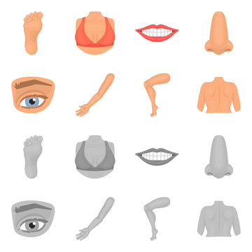 Isolated object of body and part logo. Collection of body and anatomy vector icon for stock.