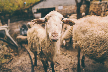 Sheep on the farm.