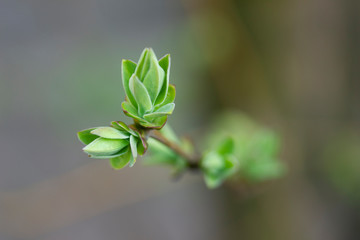 Light-green new leaves of lilac twig in spring