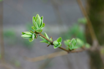 Obraz na płótnie Canvas Light-green new leaves of lilac twig in spring