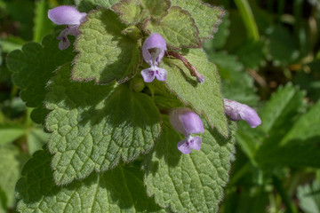 Small purple flowers