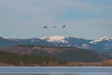 Geese flying over lake by snow capped mountains