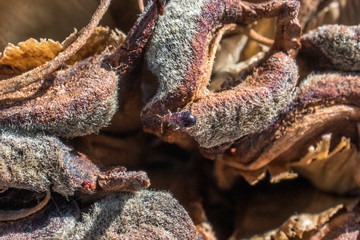 Tree seed macro photography