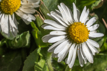 Fototapeta premium Daisy, white and yellow flower