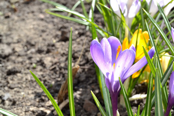 Spring flowers in the garden beautiful crocuses