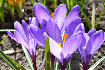 Spring flowers in the garden beautiful crocuses