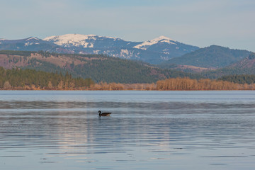 Goose swimming in lake with snow capped mountains in background