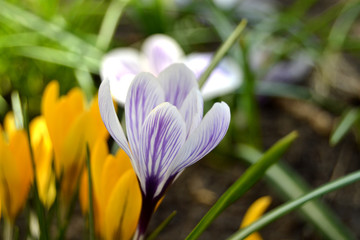 Spring flowers in the garden beautiful crocuses
