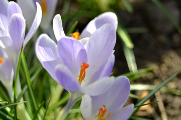 Spring flowers in the garden beautiful crocuses