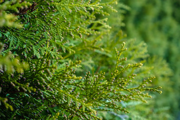 Beautiful, bright evergreen branches of thuja, spring day. Wallpaper.