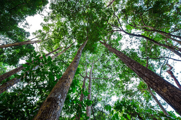 Green tree leaf forest foliagr background