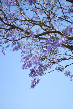 Jacaranda vertical