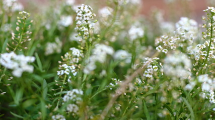 view of white Alison flower field