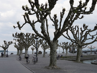 Knochige Bäume an der Ufer-Promenade von Konstanz / Bodensee