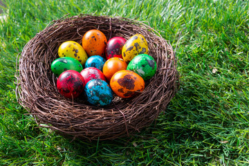 Quail Easter eggs in a nest on green grass