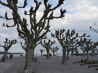 Knochige Bäume an der Ufer-Promenade von Konstanz / Bodensee