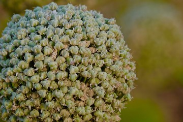 Onion seeds pod