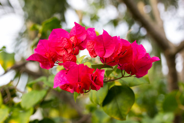 close up bloom pink bougainvillea