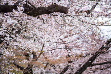 Cherry blossoms in full bloom Ueno Park