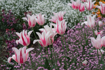 Buntes Blumenbeet mit Tulpen im Frühling - weiß/pink