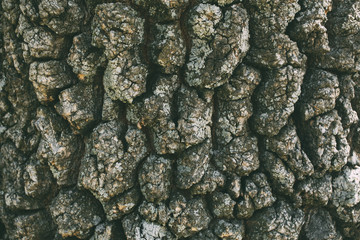 Macro shot of oak tree bark texture and background, organic and natural pattern.