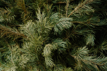 Coniferous branches with soft needles Background of evergreen tree with bright green needles in soft light