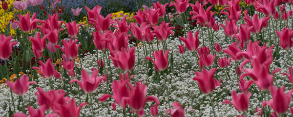 Fototapeta na wymiar Buntes Blumenbeet mit Tulpen im Frühling - pink/weiß