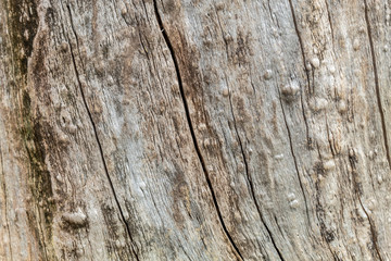 Living Wood Texture