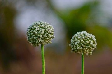 Onion seeds pod