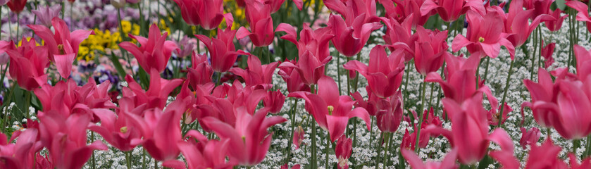 Buntes Blumenbeet mit Tulpen im Frühling - pink/weiß