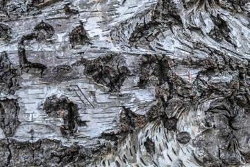 Living Wood Texture