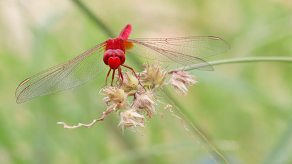 Red dragonfly on grass.