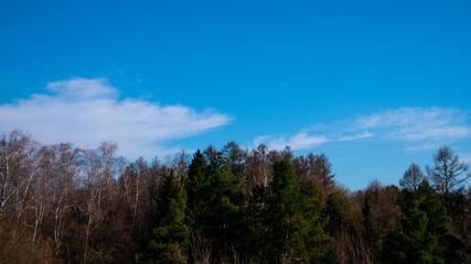 Fototapeta na wymiar The tops of the trees. Forest. Blue sky. Evergreen trees.