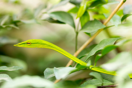 closeup healthy Oriental whip snake or Green viper (Ahaetulla prasina) wiggle or resting on tree
