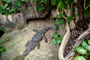 Beautiful crocodile resting surrounded by greenery, a predator.
