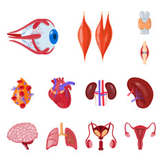 Isolated object of anatomy and organ logo. Set of anatomy and medical stock vector illustration.