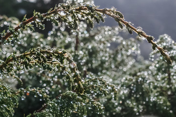 Juniper twig with drops after the rain.