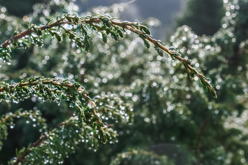 Juniper twig with drops after the rain. Fresh green Juníperus branches with drops of rain on background of sunlight beams and blurred bokeh. 
