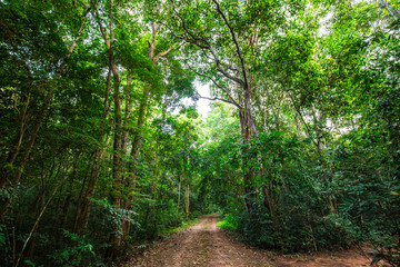 Fototapeta na wymiar Rural road pathway in tropical green tree forest