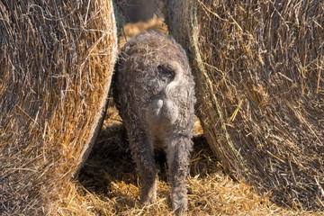 mangalitza schwein von hinten