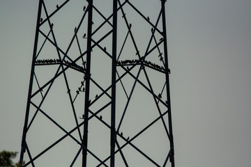 starlings electric poles