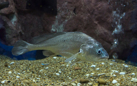 Sodier Croaker Fish In Aquarium. Wildlife Animal.