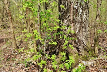 Frisches Grün im Wald