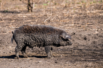 mangalitza schwein von der seite