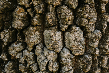 Texture of brown oak tree bark. Close up of  tree bark as background for design.