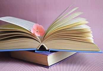 Books and pink flower on pink background.