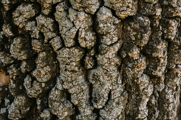 Texture of brown oak tree bark. Close up of  tree bark as background for design.