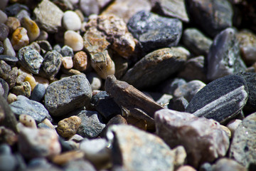 saltamontes entre las rocas